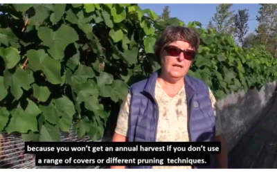 Des vignobles dans le climat instable et les conditions de productions en Estonie